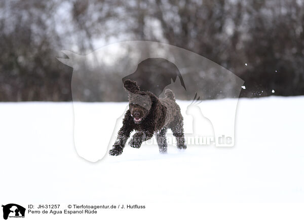 Perro de Agua Espanol Rde / JH-31257