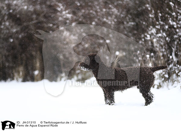 Perro de Agua Espanol Rde / JH-31310