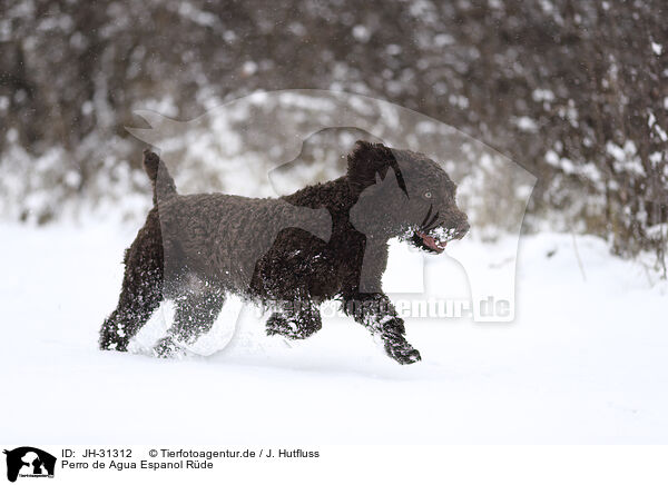 Perro de Agua Espanol Rde / JH-31312