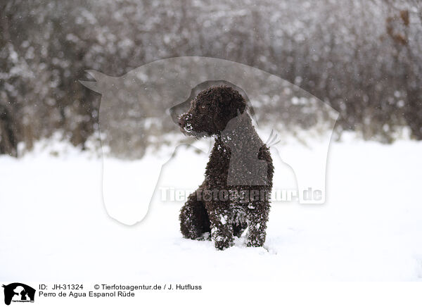 Perro de Agua Espanol Rde / male Perro de Agua Espanol / JH-31324