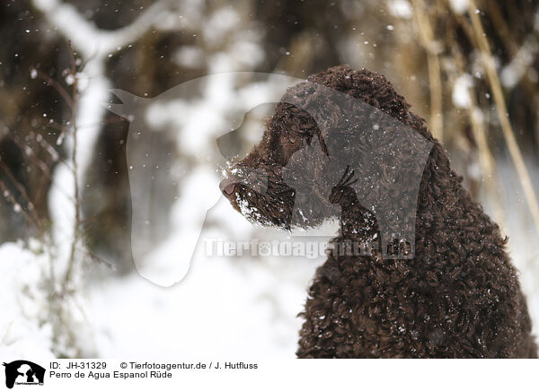 Perro de Agua Espanol Rde / male Perro de Agua Espanol / JH-31329