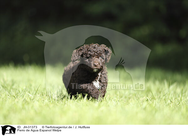 Perro de Agua Espanol Welpe / Perro de Agua Espanol Puppy / JH-31373