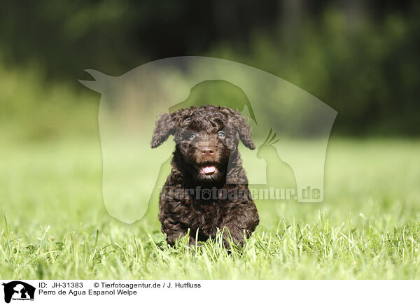 Perro de Agua Espanol Welpe / Perro de Agua Espanol Puppy / JH-31383
