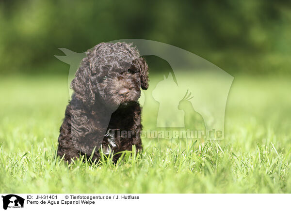 Perro de Agua Espanol Welpe / Perro de Agua Espanol Puppy / JH-31401
