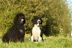 sitzende Perro de Agua Espanol