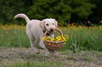 apportierender Perro de Agua Espanol