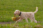 apportierender Perro de Agua Espanol