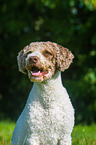 Perro de Agua Espanol Portrait