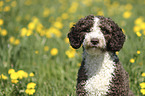 Perro de Agua Espanol Portrait