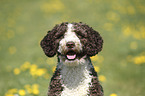 Perro de Agua Espanol Portrait