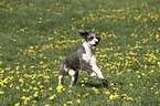 rennender Perro de Agua Espanol