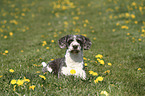 liegender Perro de Agua Espanol