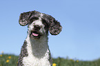 Perro de Agua Espanol Portrait