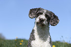 Perro de Agua Espanol Portrait