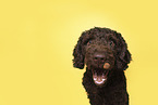 Perro de Agua Espanol