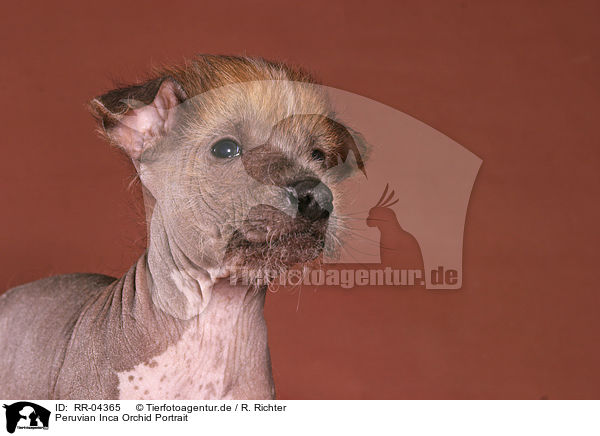 Peruvian Inca Orchid Portrait / RR-04365