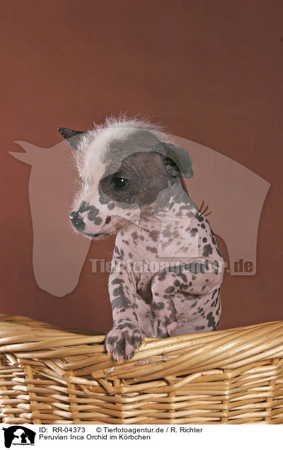 Peruvian Inca Orchid im Krbchen / in the basket / RR-04373