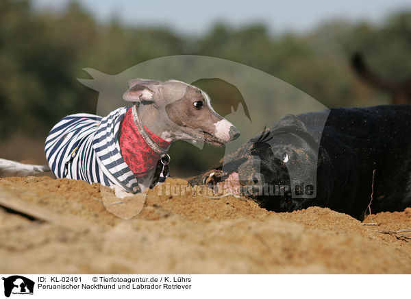 Peruanischer Nackthund und Labrador Retriever / Peruvian Inca Orchid and Labrador Retriever / KL-02491