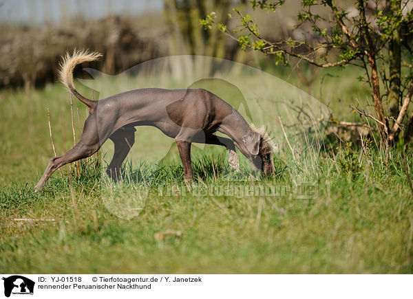 rennender Peruanischer Nackthund / running Peruvian Inca Orchid / YJ-01518