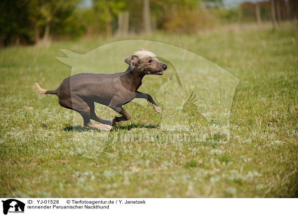 rennender Peruanischer Nackthund / YJ-01528