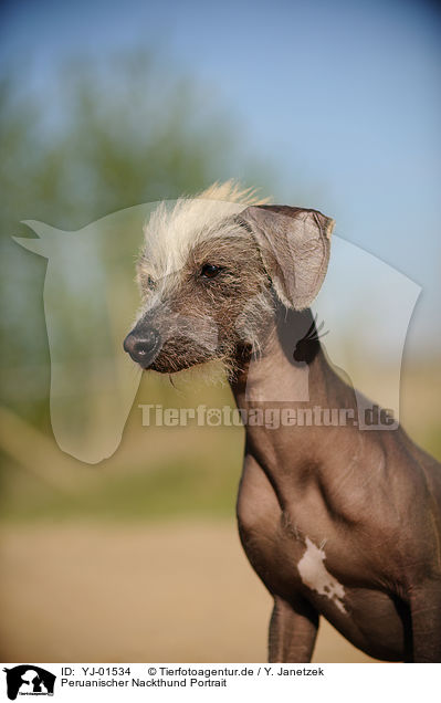 Peruanischer Nackthund Portrait / YJ-01534
