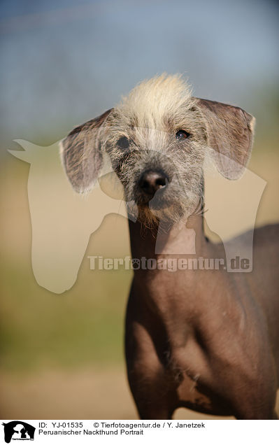Peruanischer Nackthund Portrait / YJ-01535