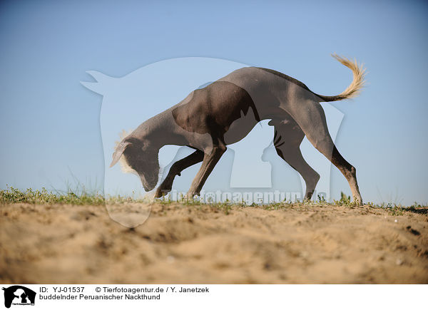 buddelnder Peruanischer Nackthund / YJ-01537