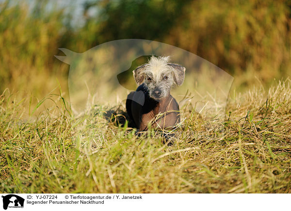 liegender Peruanischer Nackthund / lying Peruvian hairless dog / YJ-07224