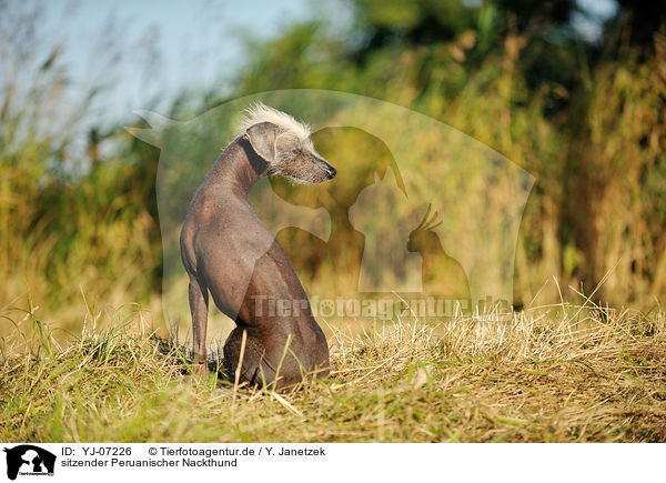 sitzender Peruanischer Nackthund / YJ-07226