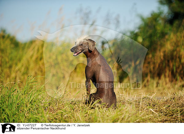 sitzender Peruanischer Nackthund / sitting Peruvian hairless dog / YJ-07227