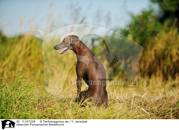 sitzender Peruanischer Nackthund / sitting Peruvian hairless dog / YJ-07228