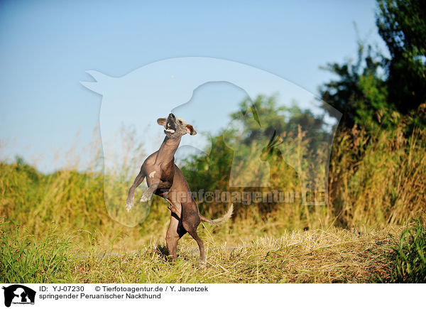 springender Peruanischer Nackthund / jumping Peruvian hairless dog / YJ-07230