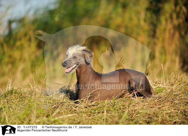 liegender Peruanischer Nackthund / lying Peruvian hairless dog / YJ-07233