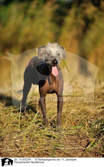 Peruanischer Nackthund / Peruvian hairless dog / YJ-07234
