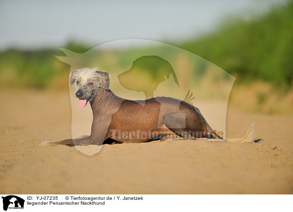 liegender Peruanischer Nackthund / YJ-07235