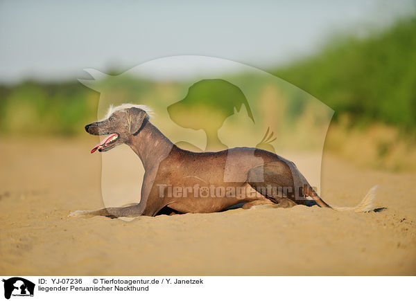liegender Peruanischer Nackthund / lying Peruvian hairless dog / YJ-07236