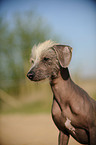 Peruanischer Nackthund Portrait