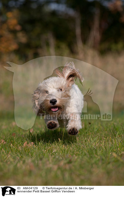 rennender Petit Basset Griffon Vendeen / AM-04129