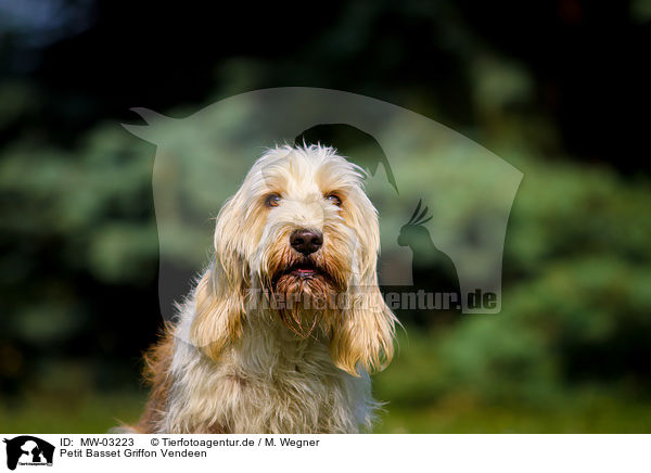 Petit Basset Griffon Vendeen / MW-03223