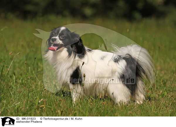 stehender Phalene / MK-01923