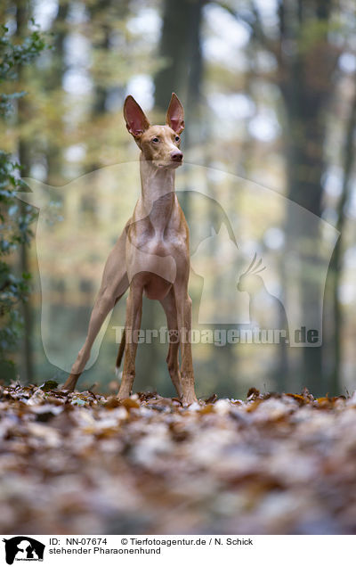 stehender Pharaonenhund / standing Pharaoh Hound / NN-07674