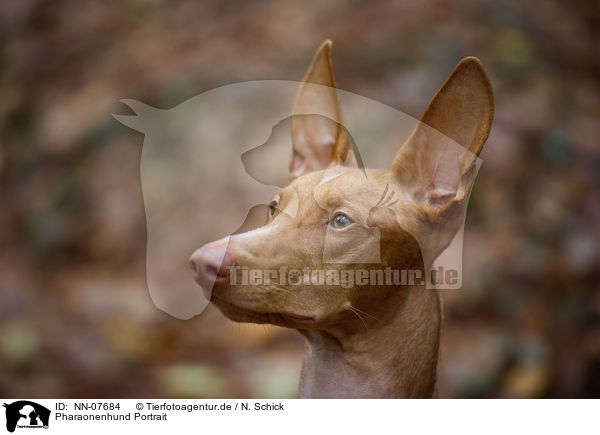 Pharaonenhund Portrait / Pharaoh Hound Portrait / NN-07684