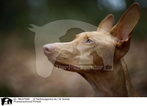 Pharaonenhund Portrait / NN-07688