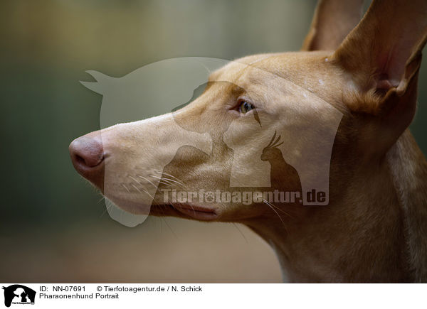 Pharaonenhund Portrait / NN-07691