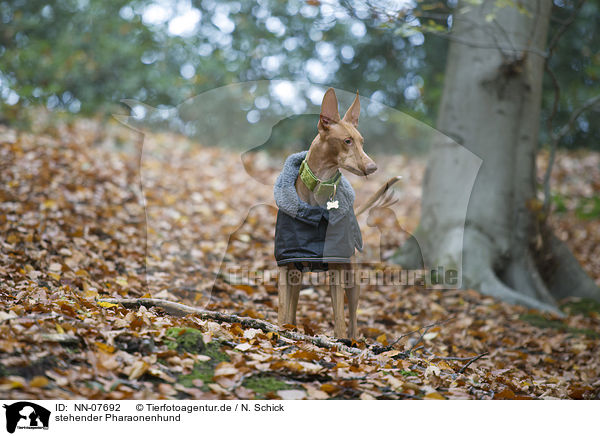 stehender Pharaonenhund / standing Pharaoh Hound / NN-07692