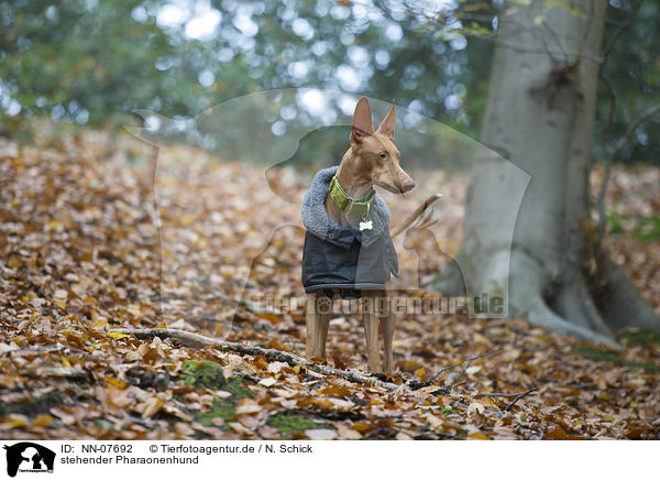 stehender Pharaonenhund / NN-07692