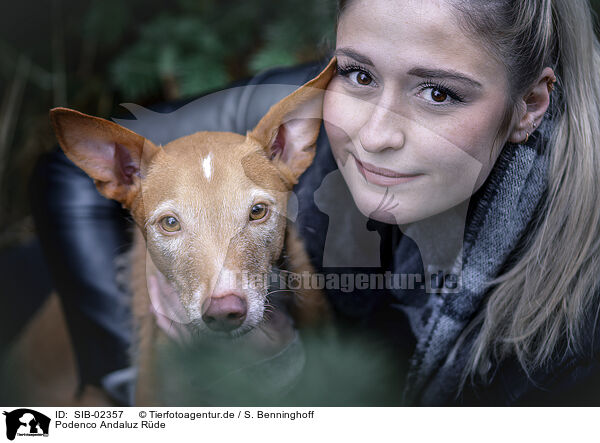 Podenco Andaluz Rde / SIB-02357