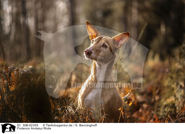Podenco Andaluz Rde / male Podenco Andaluz / SIB-02359
