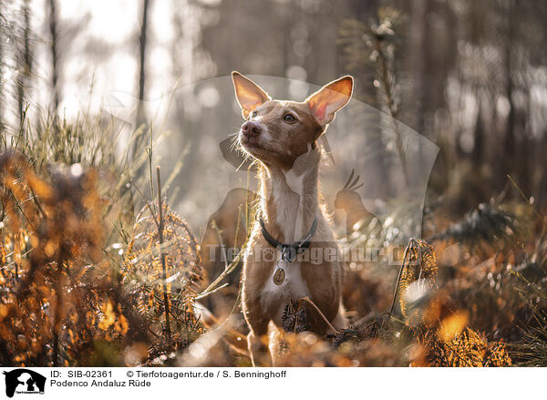 Podenco Andaluz Rde / SIB-02361