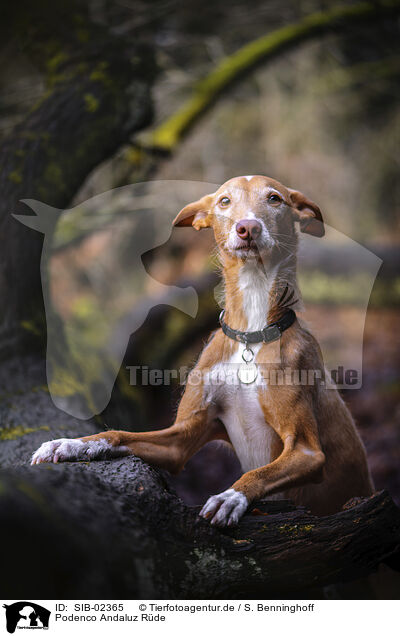 Podenco Andaluz Rde / male Podenco Andaluz / SIB-02365